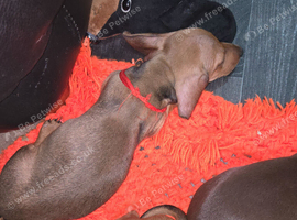 Dachshund