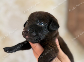 Patterjack girl!!