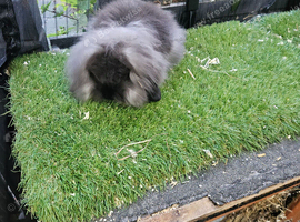 Sable double mane mini lion lop baby rabbits girls
