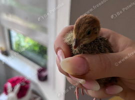 Unsexed quail chicks