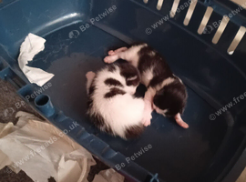 Kittens