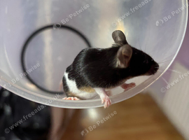 Male pet mice
