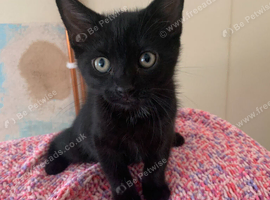 2 gorgeous kittens for rehoming