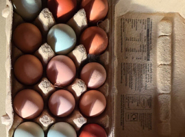 Chicken Hatching Eggs