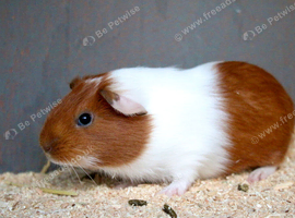 Male guinea pig ready to leave