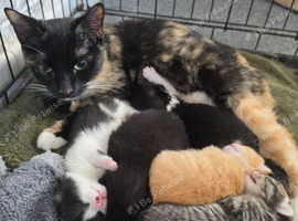 Male kittens ready soon