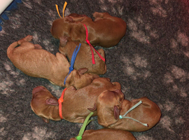 FULLY HEALTH TESTED MINIATURE COCKAPOOS