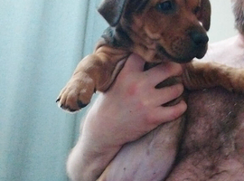 9 puppies cute pups ready to go