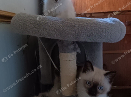 Ragdoll cross siamese kitten