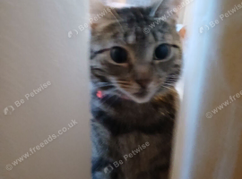 Taby cat