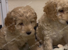 Cockapoo pups ready