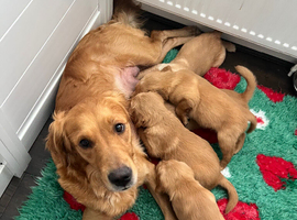Beautiful KC registered golden retriever puppy available