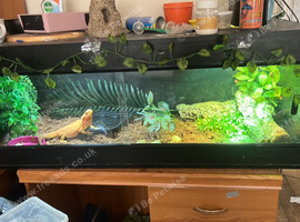 Bearded dragon