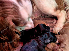 5 gorgeous cocker spaniel pups