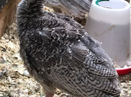 Turkeys for sale Leicester
