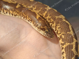 Kenyan Sand Boa female
