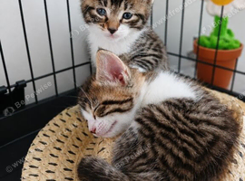 3 Kittens