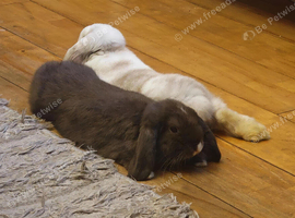 X2 male rabbits