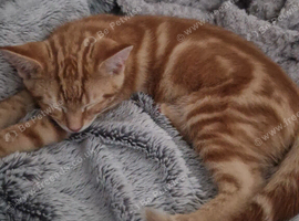 4 x kittens left