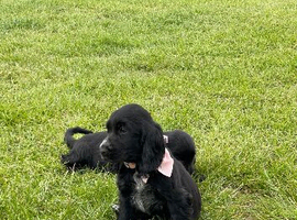 Show type  cocker spaniel