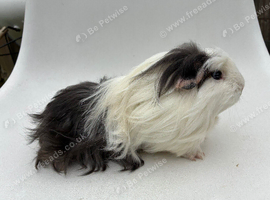 Coronet baby boar