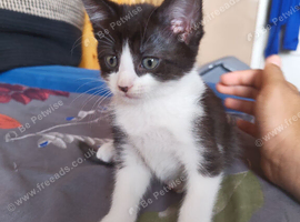 2 identical boy and girl tuxedo kitten