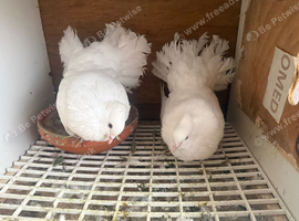 Description Add a description now or later (edit anytime) Don't&nbsp;include&nbsp;contact details here Price &pound; I am a Private SellerBreederRescue Ce