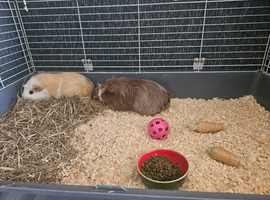 2x female guinea pigs