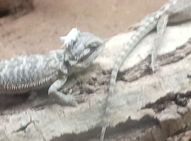 Babies bearded dragons