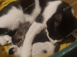 Male kitten for sale