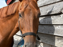 16.3 chestnut gelding