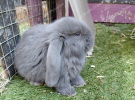 Vaccinated french lops 2 reserve