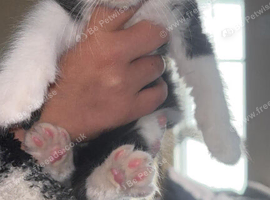 6 kittens ready now