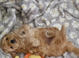 CAVAPOO FEMALE PUPPY