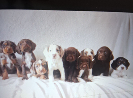 Cocker spaniel puppies