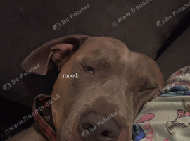 3 year old bully male