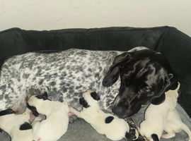 white dashund puppies