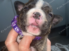 Gorgous Staffordshire bull terrier