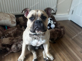 Old tyme bulldog for stud