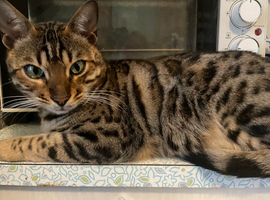 Neuteured bengal looking for loving home