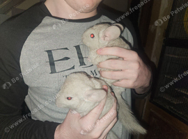 2 x beige female chinchillas
