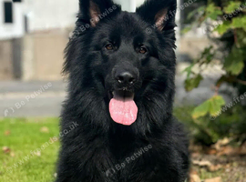 Black german shepherd stud