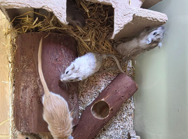 Baby male gerbils