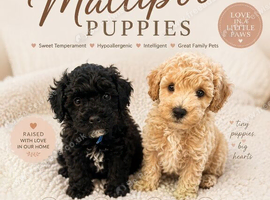 Stunning Maltipoo puppies !