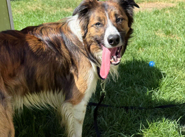 Beautiful male border collie