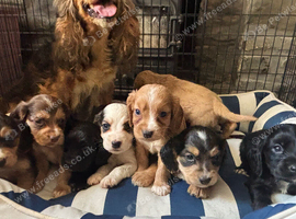 show type cocker spaniels