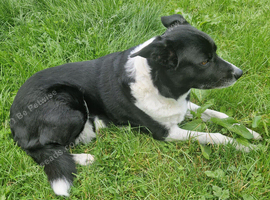 Urgently needs home