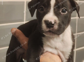 Staffordshire bulldog/terrier/collie mix puppys