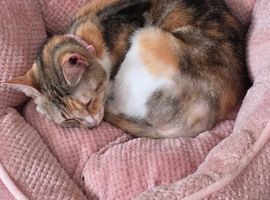 Beautiful female cat