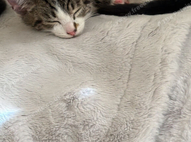 2 kittens for sale